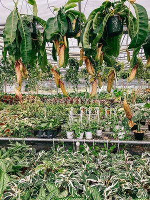 A view of the BWH greenhouse. Plants are stocked weekly in store from our local, family owned greenhouse.