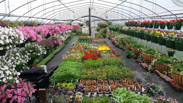 Beauty in the greenhouse