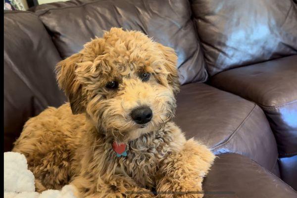 Finley, the mini whoodle!