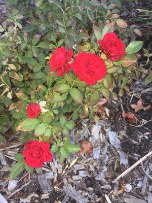 mini roses on this bush