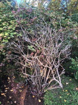 This is what Dana refers to as "pruning" the shrubs along the sidewalk.  Ugh. I call it hacking at what USED to be a gorgeous shrub.