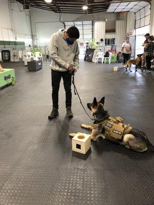 Falco and Baker in training