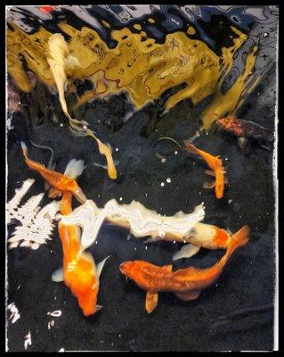 In-store Koi Pond