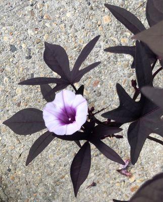 Bloom on sweet potato vine