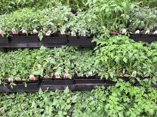 Pretty decent tomato selection