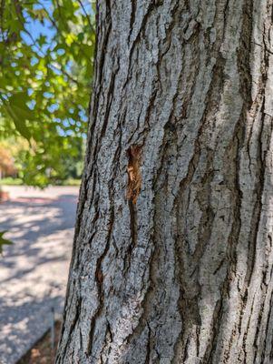 Community Tree Service, LLC