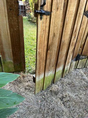 The new sod prevents me from opening the gate any further. Note how dry it is, even after five days of watering.