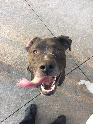 One of our very happy daycare dogs Gator enjoying some play time