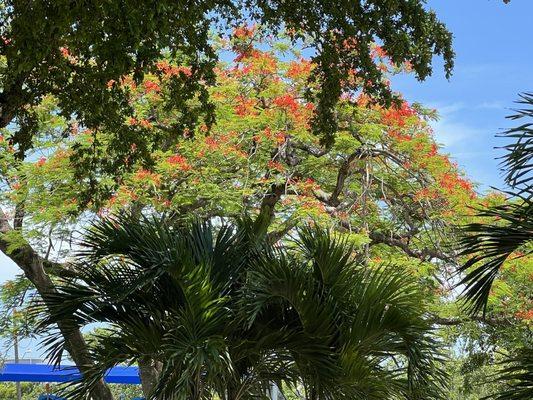 Poinciana tree.