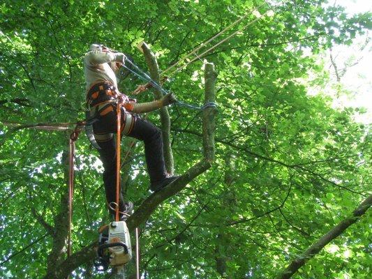 Tree work