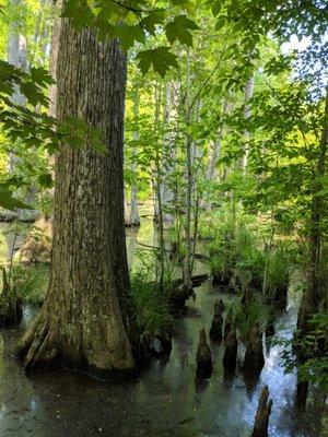 Bald Cypress a short walk from the Parkway