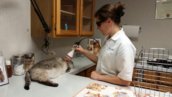 Jazz getting another lazer treatment.  She is totally relaxed and content!!