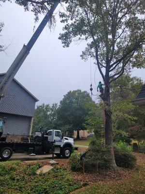 Tree Removal with a crane