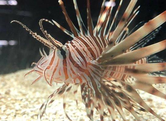 Red Volitan Lionfish