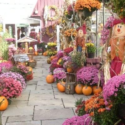 Our Flower Shop changes with the seasons. Autumn brings mums.