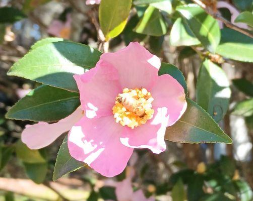 Even in late November, the flowers are still blooming at Cotton Hall! The honeybees love the flowers!