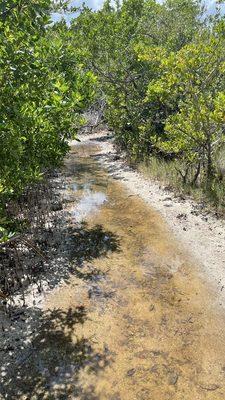 Watery trail