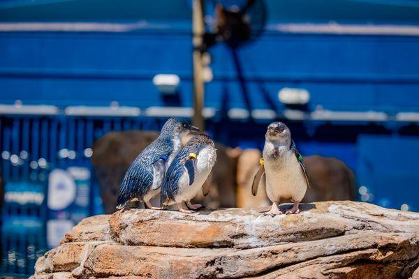 Birch Aquarium