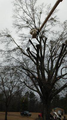 Happy Jacks Tree & Stump Removal