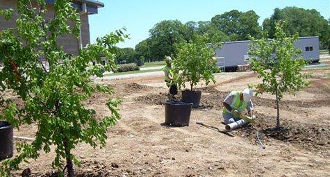 Putting in trees