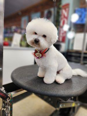 Nothing beats a happy customer and their perfectly groomed pup. Thank you for trusting us with your fur babies!