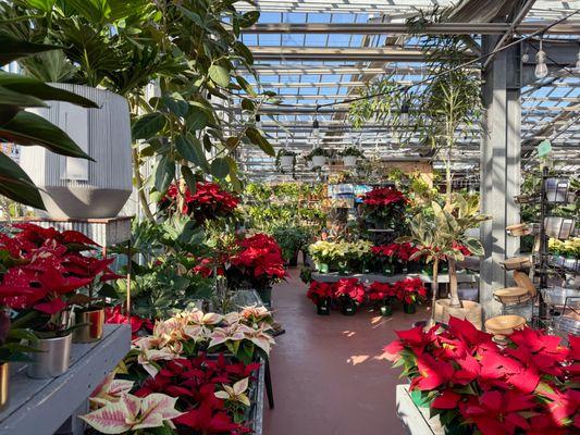 Poinsettias come in a wide range of varieties & colors