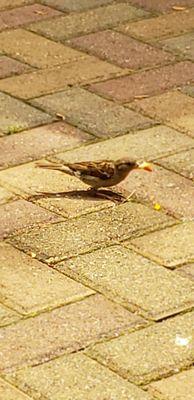 The bird I was feeding on the patio