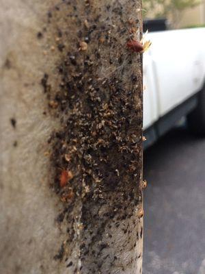 Bed Bugs can be a horrible ordeal. Don't let them ruin your life. Call for a free inspection 2104102448.