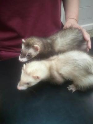 Ferrets