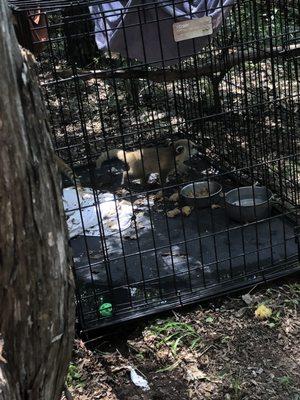 Coatimundis in dog crate