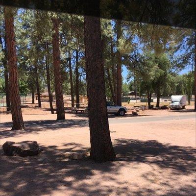 Sitting under the pines having lunch.