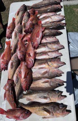 This was our 4-man trip of rockfish (Boccaccio and Vermillion Rockfish)