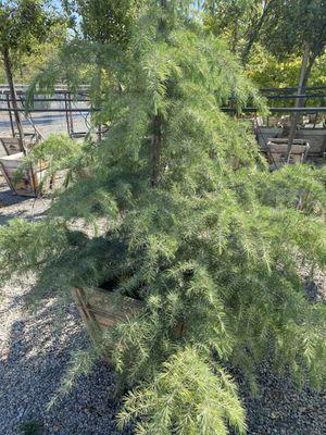 This is a Dawn cedar. Beautiful tree and cheap...