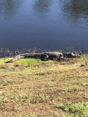 Gator Alert