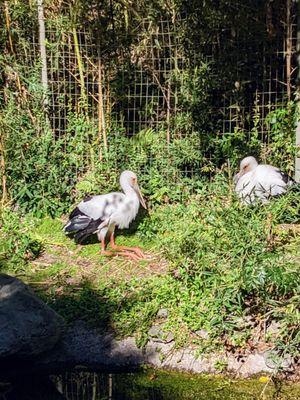 Maguari Stork