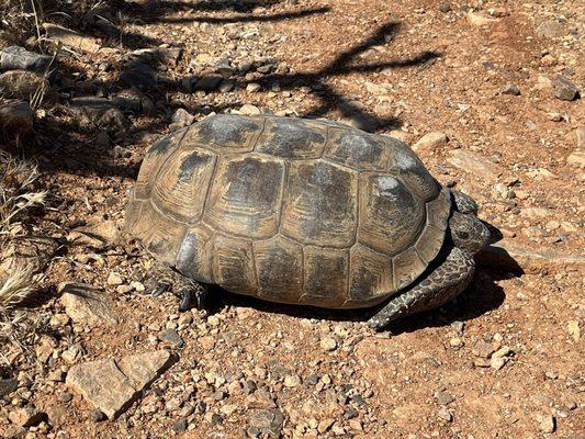 Desert tortoise 5/2024