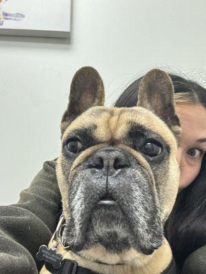 Waiting for another treat from the front desk probably