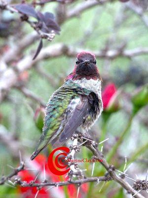 Hummingbird Getty garden