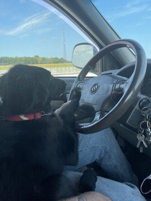 Shadow decided to drive during a traffic jam