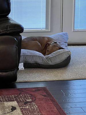 Dallas on his new comfy cozy bed.