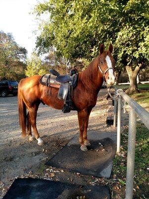 My mount. We rode in from a facility a couple miles away today. He was a good boy. 10-6-2018