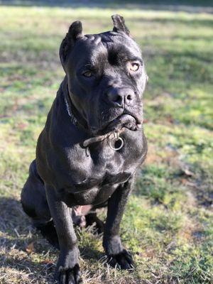 This dog used to be fearful but after a couple weeks with the Garrett Stevens Method he is becoming an incredible dog.  No food required!