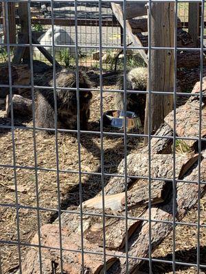 Yellowstone Wildlife Sanctuary