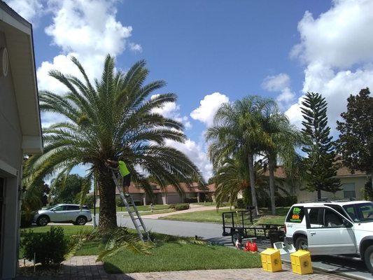 Palm tree cleaning