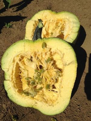 Organic Pumpkins! We sell a specialized variety of seed and make multiple value-added products out of it.