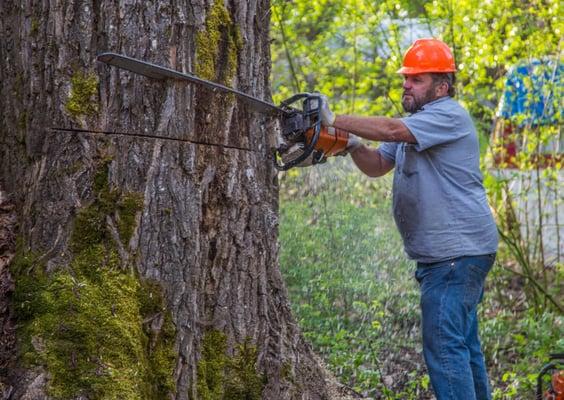 Chris Powell Sr Owner of P&D Logging cutting down a large Cottonwood tree.