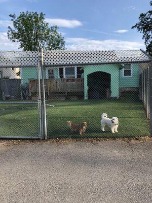 Outdoor area for the dogs to roam. Bigger than it looks, a fenced in path wraps around and opens up to an even bigger space in the back.