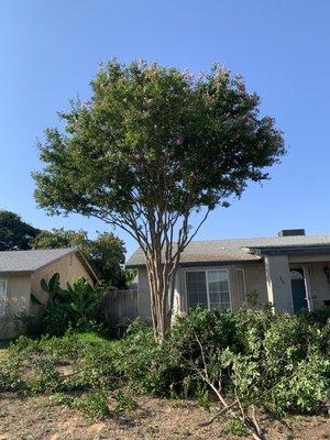 Tree Trimming