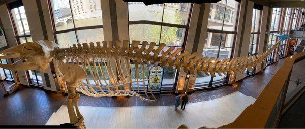 Whale skeleton, Top view