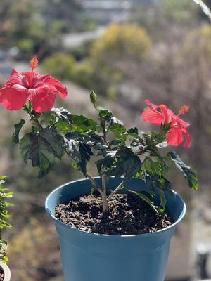 A pair of beautiful flowers.